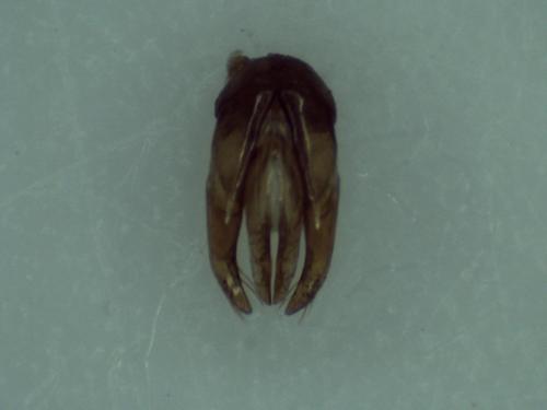 Réf. 295 010 : Osmia sp.